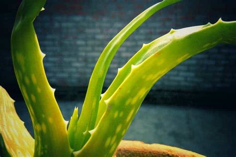 Why Do Aloe Leaves Turn Yellow How To Fix It Gardenforindoor