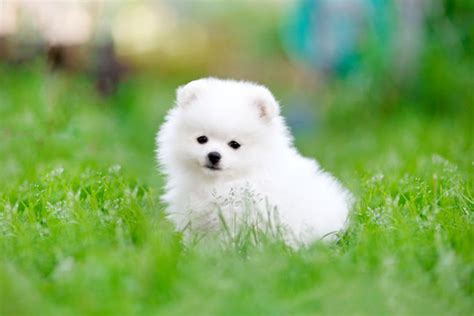 Cute White Pomeranian