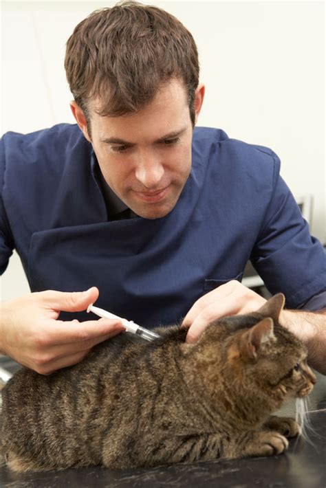 Cat Vaccination Lara Pet Hospital And Vet Centre