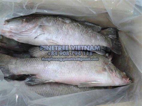 Seabass Pinetree Vietnam Co Ltd Seafood Exporter And Supplier