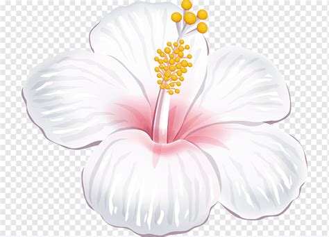 Hibisco Blanco Hibisco Blanco Flor Png PNGWing