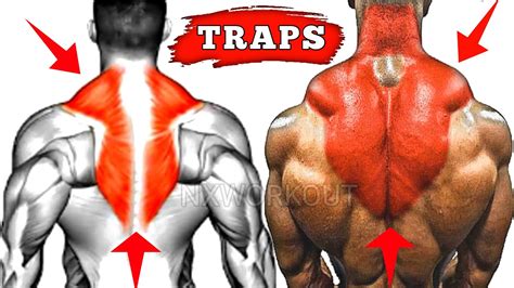 Top 5 Traps Workout At Gym Traps Workout Traps Exercises YouTube