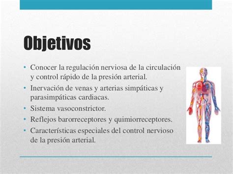 Regulación Nerviosa De La Circulación Y Control Rápido De La Presión