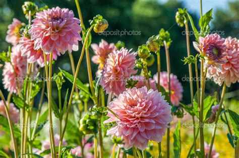 Aster flowers Stock Photo by ©sundraw 30969245