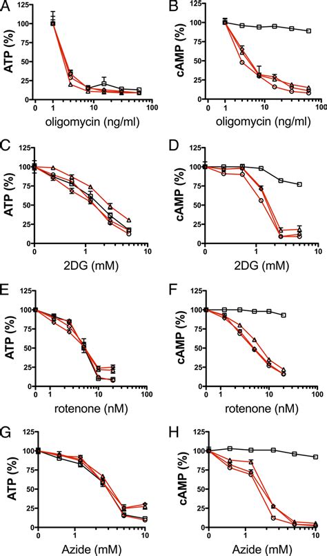 Cellular SAC Activity Is Dependent On Intracellular ATP Levels