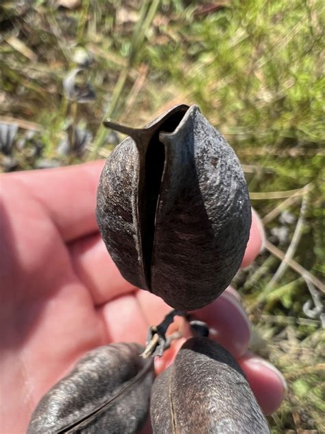 Eastern Prairie Blue Wild Indigo From Orchard Knob Resv Chattanooga