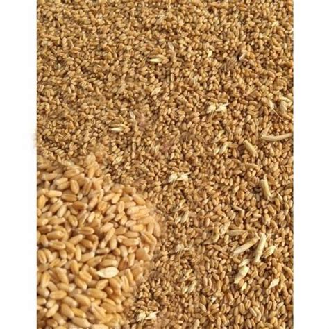 Golden Organic Khapli Wheat At Rs 95 Kg In Pune ID 22340923997