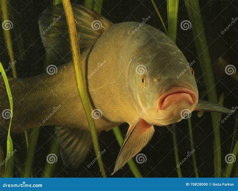 Tench Tinca Tinca Also Known As The Doctor Fish Royalty Free Stock