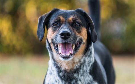 Beagle Australian Cattle Dog Mix 21 Things Every Owner Should Know