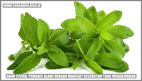 Daun Stevia Pemanis Alami Dengan Manfaat Kesehatan Yang Menakjubkan