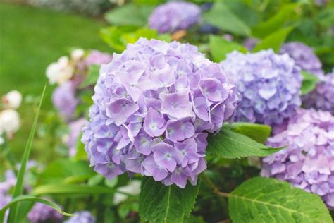 Comment Planter Un Hortensia Au Jardin Et Quelles Sont Les Meilleures