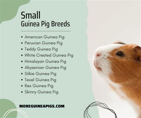 Top 10 Small Guinea Pig Breeds That Stay Small More Guinea Pigs