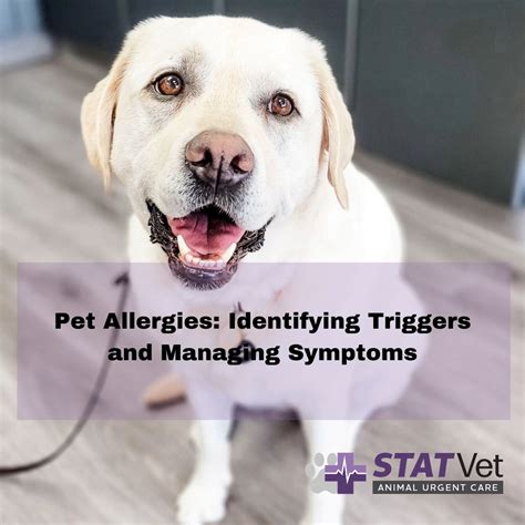 Pet Allergies Identifying Triggers And Managing Symptoms Statvet