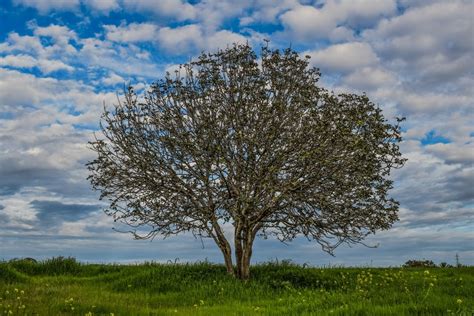 Free Images Landscape Tree Nature Grass Branch Blossom Winter Cloud Sky Field Meadow