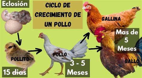 CuÁndo Un Pollo Se Convierte En Gallo 】 2025