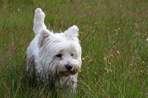 westie dog  stock photo public domain pictures