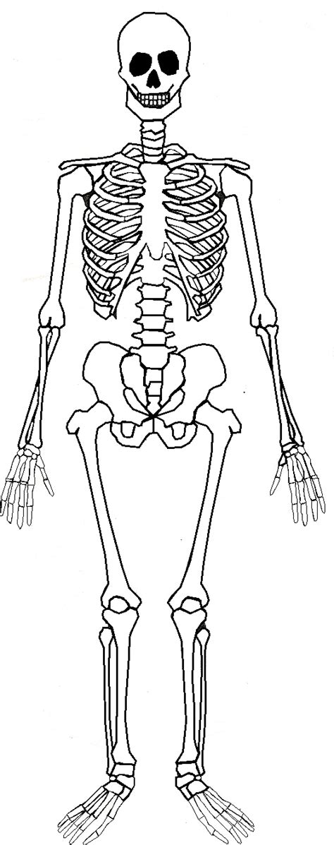 Free Printable Human Skeleton Labeled