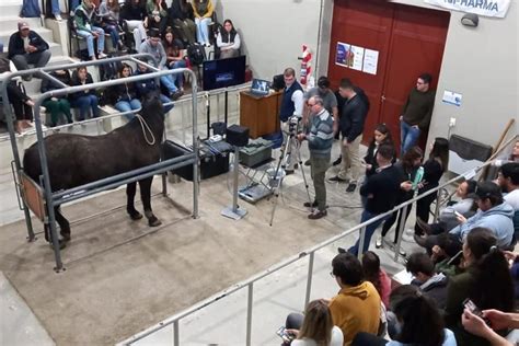 Jornada de producción equina en la Facultad de Veterinarias Esperanza