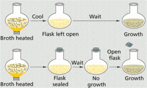 12 Biogenesis Examples – StudiousGuy