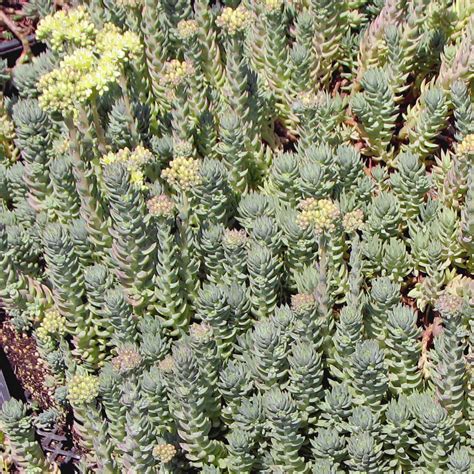 Blue Spruce Sedum | Plants Express