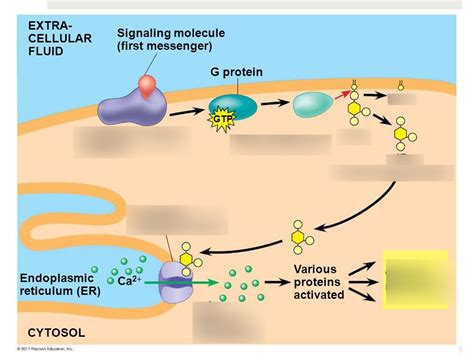 Calcium and IP3 in signaling pathways Diagram | Quizlet