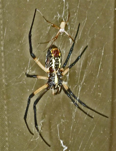 Male And Female Yellow Garden Spiders In Texas Bugs In The News