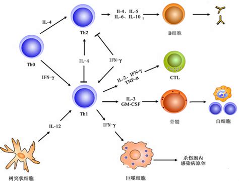 重组人 Interferon alpha B IFNA8 蛋白 His 标签 细胞 细菌培养 试剂 生物在线