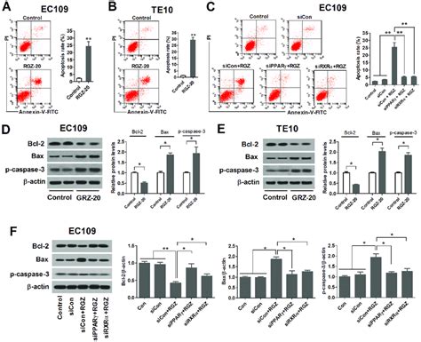 PPARγ activation induces apoptosis of esophageal cancer cells RGZ