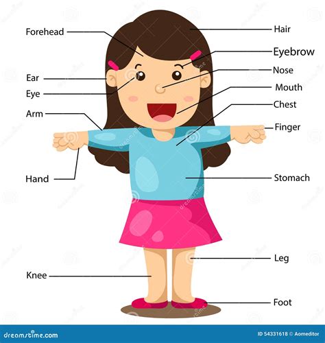 Illustration Of Girl With Labeled Body Parts Stock Vector