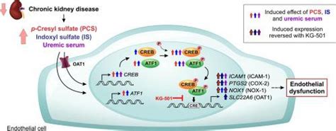 Uremic Toxins Activate Crebatf1 In Endothelial Cells Related To