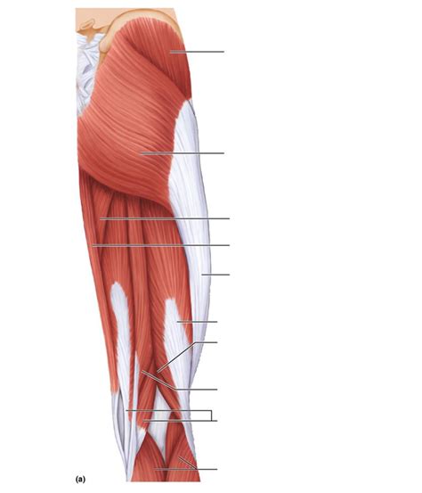 Posterior Thigh Hamstrings Diagram Quizlet