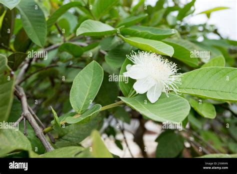 Common Guava Psidium Guajava Flower On Tree Stock Photo Alamy