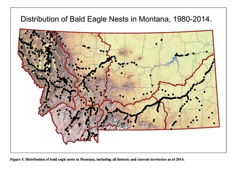 Bald Eagle Population Estimates For 49 Us States Wildlife Informer