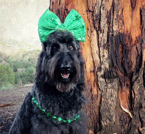 Benni Ready For St Patrick S Day Photos Taken Now Today Flickr