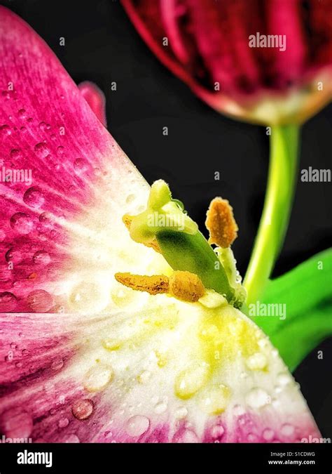 Tulip close up Stock Photo - Alamy