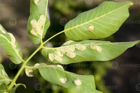 green foliage close   stock photo  vecteezy
