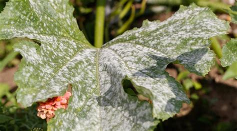 A Complete Growing Guide for Zucchini Plant Care - Happiness Zucchini