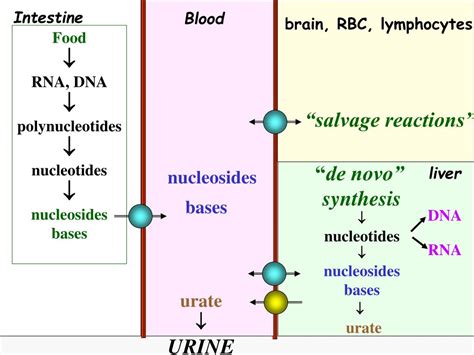 PPT - NUCLEOTIDE METABOLISM Metabolism of purin e nucleotides ...