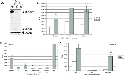 Double Stranded RNA Signaling Pathways Activate CXCL 8 Transcription