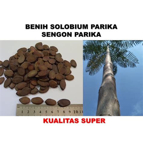 Jual Benih Sengon Parica Solobium Parica Sengon Brazil 10 Biji