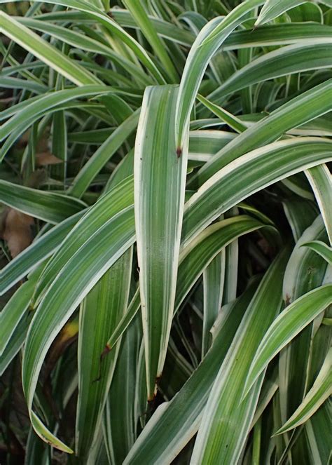 Chlorophytum Comosum Variegatum Airplane Plant Reverse Spider Plant Variegated Spider Plant