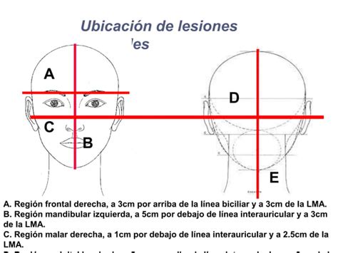 Anatomia Topografica Ppt