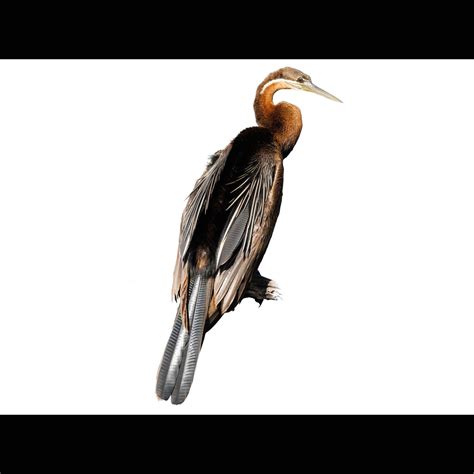 African Darter (Anhinga rufa) identification - Birda