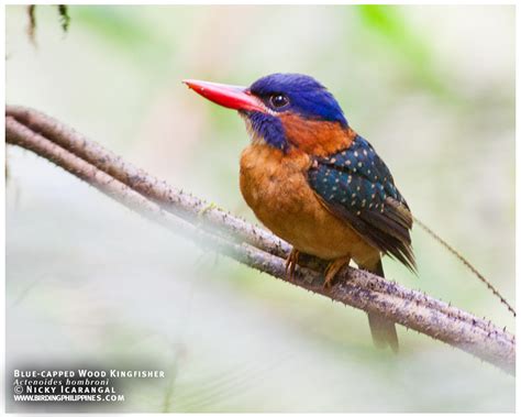 Kingfisher Birding Adventure Philippines Guided Birdwatching