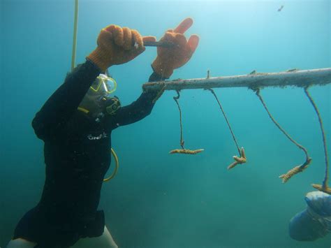 Local gardeners visit lower morden wyevale to get expert advice on shrubs 23