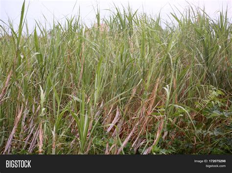 Sugarcane, Sugar Cane Image & Photo (Free Trial) | Bigstock