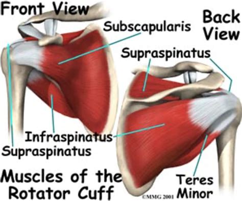 Cl Frozen Shoulder Flashcards Quizlet