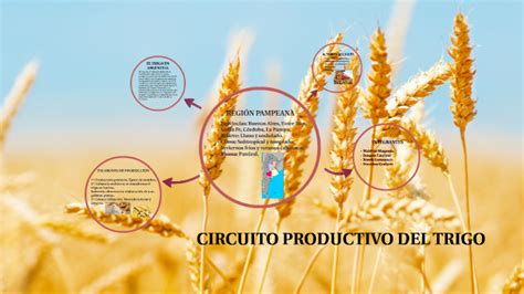 Circuito Productivo Del Trigo Explicacion Para Ninos Themelower