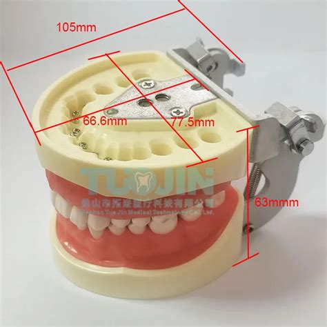 Dental Prosthetic Restoration Jaw Model Teeth Standard Flagship