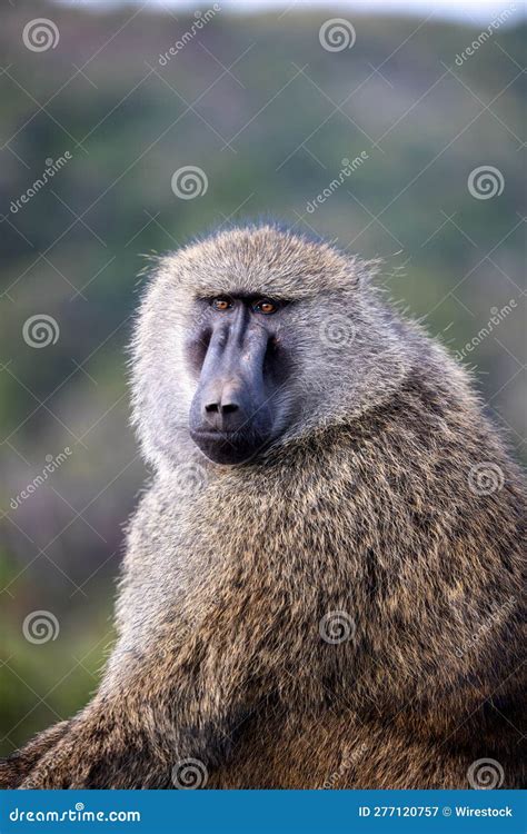 Mature Male Baboon with Its Head Turned To the Side, Looking Back in ...